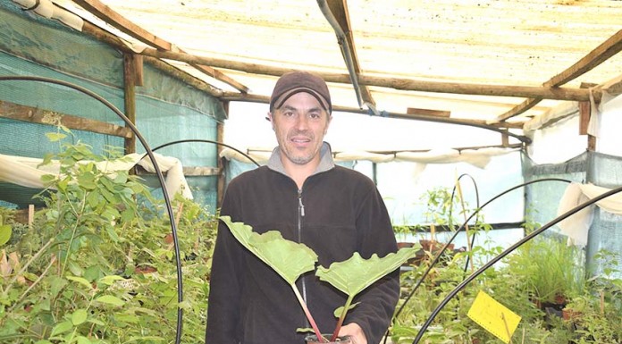 Quando o cultivo das plantas se harmoniza com os ciclos da natureza notícias das Caldas