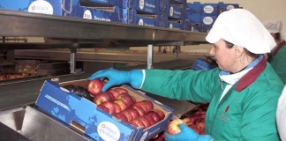 Maçã Alcobaça - Gazeta das Caldas