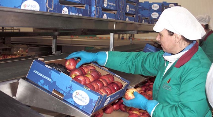 Produção de Maçã de Alcobaça pode crescer 50% este ano Maçã Alcobaça - Gazeta das Caldas