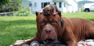 Cursos para donos de cães de raça perigosa iniciam em Outubro notícias das Caldas