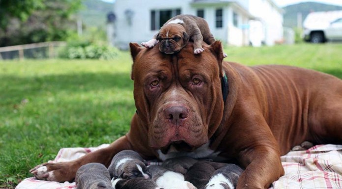 Cursos para donos de cães de raça perigosa iniciam em Outubro notícias das Caldas