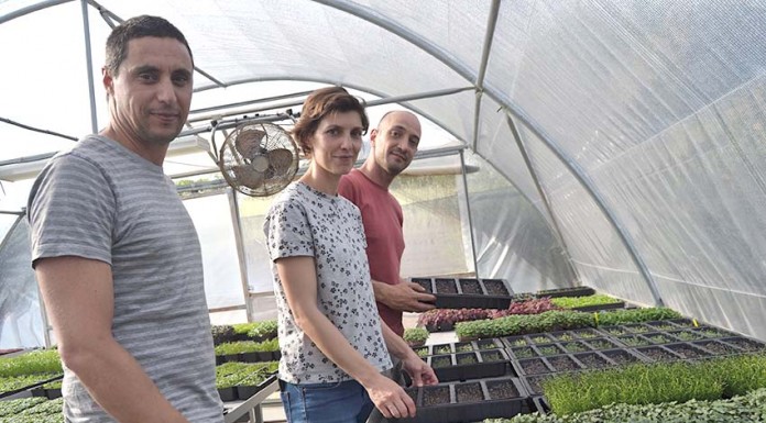 Quintal Urbano aposta na produção de microvegetais em Barrantes microvegetais