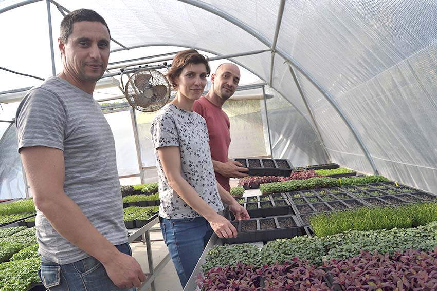 Quintal Urbano aposta na produção de microvegetais em Barrantes