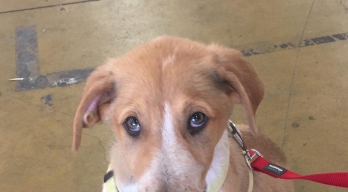 Perdidos, Achados & para Adopção – Magano