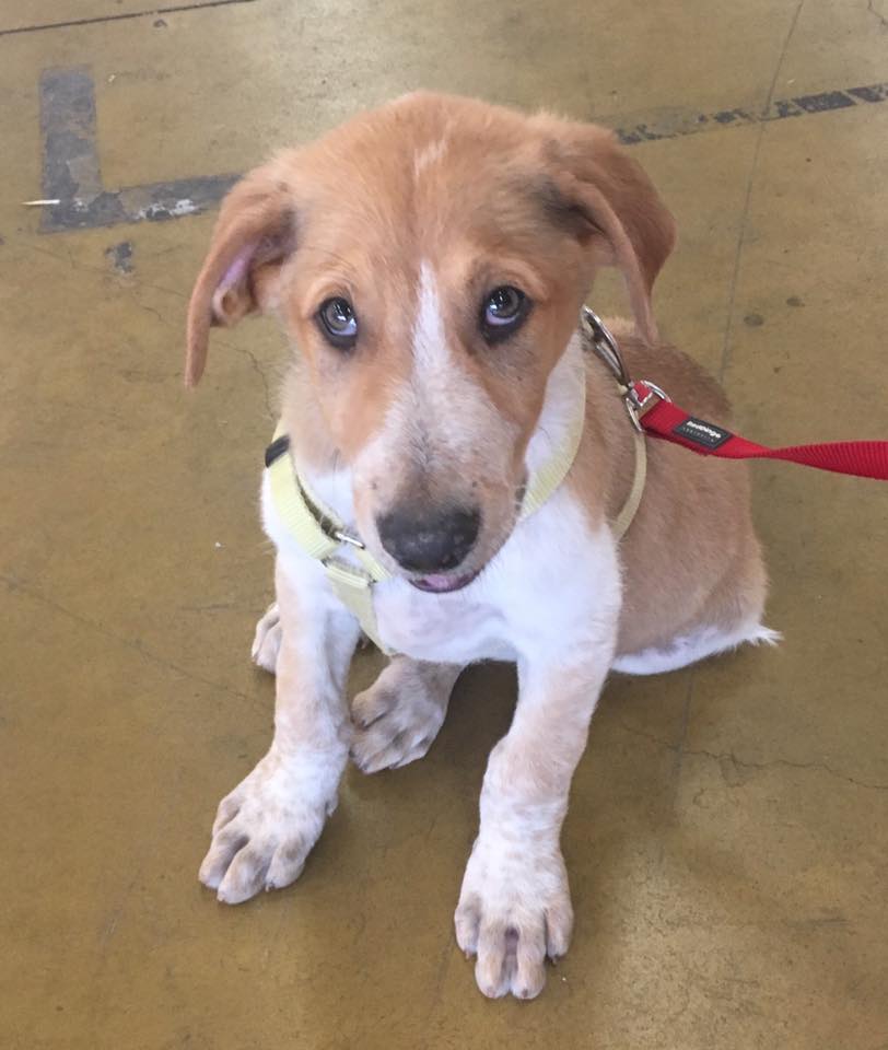 Perdidos, Achados & para Adopção – Magano