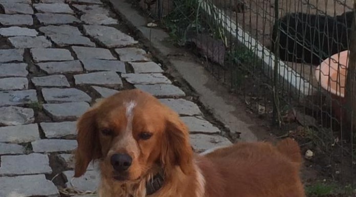 Perdidos, Achados & para Adopção – Pizza