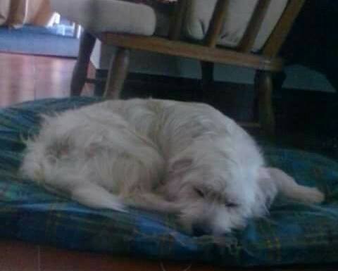 Perdidos, Achados & para Adopção – 2/07/2017