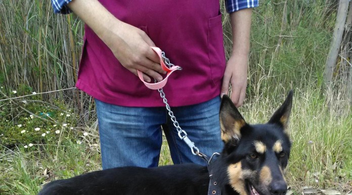 Perdidos, Achados & para Adopção – NOA