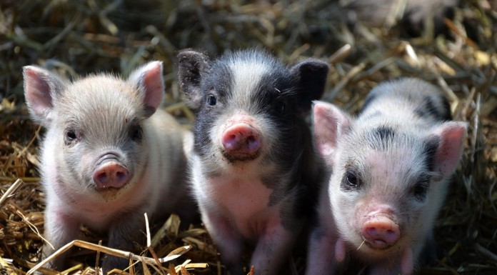 Os mini porcos vieram para ficar