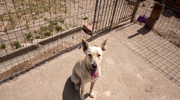 Perdidos, Achados & para Adopção – Snow