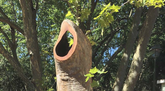 Plátanos do Parque transformam-se em obras de arte Gazeta das Caldas