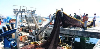 Pescadores querem uma quota mínima na sardinha para poderem “sobreviver” notícias das Caldas