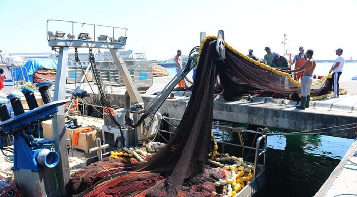 Pescadores querem uma quota mínima na sardinha para poderem “sobreviver” notícias das Caldas