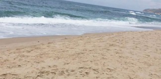 Corvina com 46 quilos foi pescada na Praia do Bom Sucesso