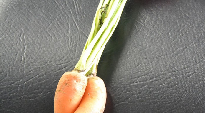 “Cenoura siamesa” nasceu no Olho Marinho