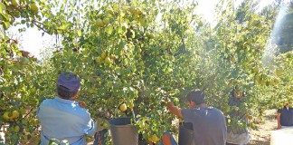 Menos desempregados e mais impostos dificultam recruta para a colheita da Pêra Rocha
