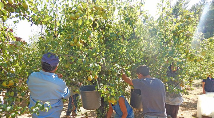 Menos desempregados e mais impostos dificultam recruta para a colheita da Pêra Rocha