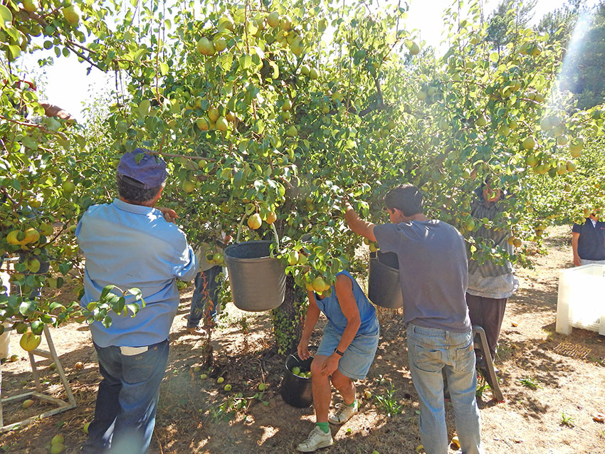 Menos desempregados e mais impostos dificultam recruta para a colheita da Pêra Rocha