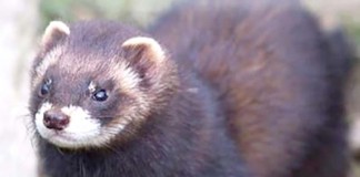 Um toirão recolhido nas Caldas foi devolvido à natureza no Paul da Tornada Gazeta das Caldas