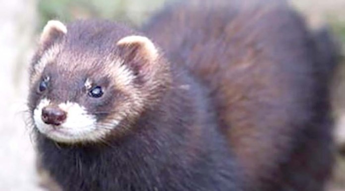 Um toirão recolhido nas Caldas foi devolvido à natureza no Paul da Tornada Gazeta das Caldas
