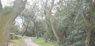 Mata Rainha D. Leonor recebe amanhã actividade de geocaching Gazeta das Caldas