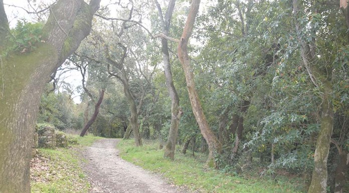 Mata Rainha D. Leonor recebe amanhã actividade de geocaching Gazeta das Caldas