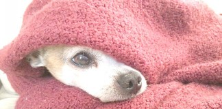 Cuidados a ter com o nosso amigo de quatro patas quando chega o Inverno Gazeta das Caldas