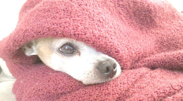 Cuidados a ter com o nosso amigo de quatro patas quando chega o Inverno Gazeta das Caldas