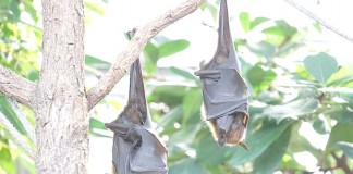 Venha conhecer os morcegos no Parque Gazeta das Caldas