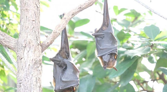 Venha conhecer os morcegos no Parque Gazeta das Caldas