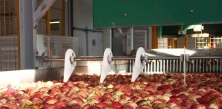 Maçã de Alcobaça vale cerca de 40 milhões de euros