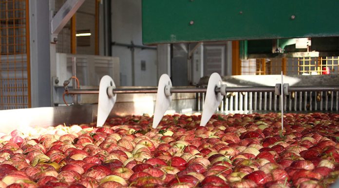 Maçã de Alcobaça vale cerca de 40 milhões de euros