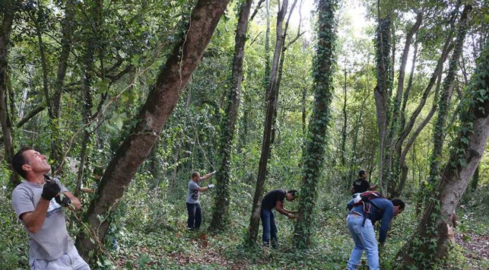Geocachers juntaram-se para limpar a Mata