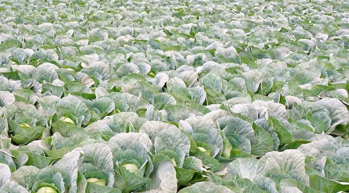 Seca afecta produção de hortícolas no Oeste Gazeta das Caldas