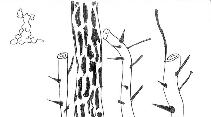 Incêndios florestais: o nosso património queimado Gazeta das Caldas