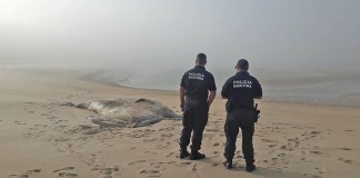 Baleia e golfinho mortos dão à costa em Alcobaça A baleia-anã pesava nove toneladas