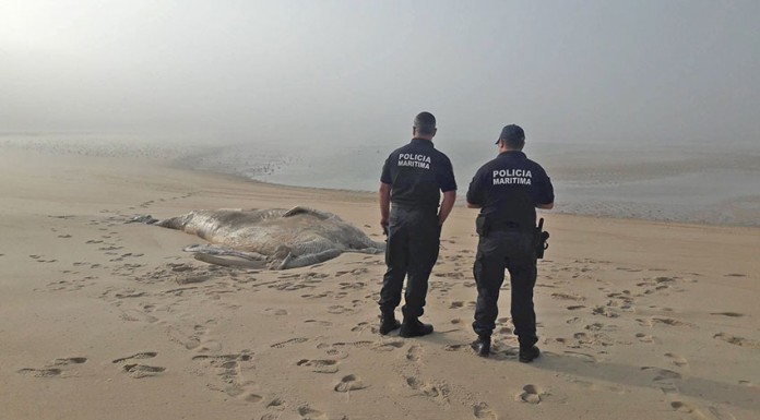 Baleia e golfinho mortos dão à costa em Alcobaça A baleia-anã pesava nove toneladas
