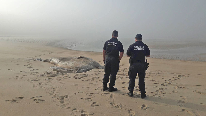 A baleia-anã pesava nove toneladas