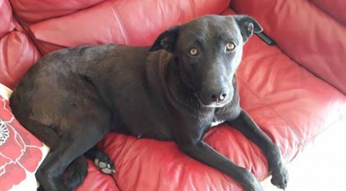 Perdidos, Achados & para Adopção Gazeta das Caldas