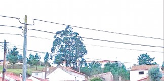 BE realiza magusto pelo património no Nadadouro Gazeta das Caldas