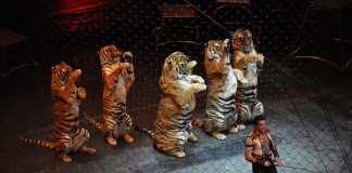 Quão próximo está o fim dos animais no circo? Gazeta das Caldas