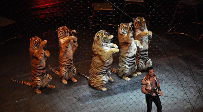 Quão próximo está o fim dos animais no circo? Gazeta das Caldas