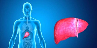 Fígado gordo é já a doença hepática mais frequente Gazeta das Caldas