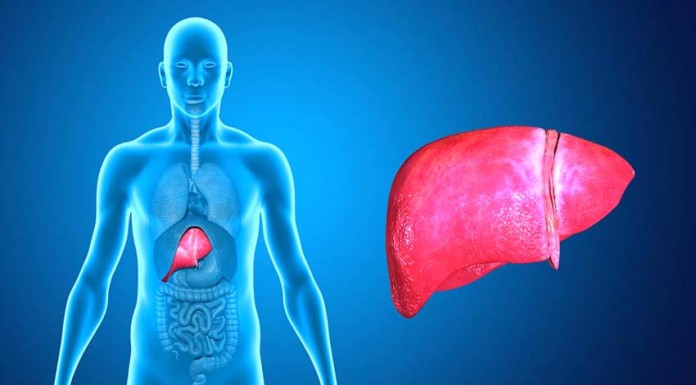 Fígado gordo é já a doença hepática mais frequente Gazeta das Caldas