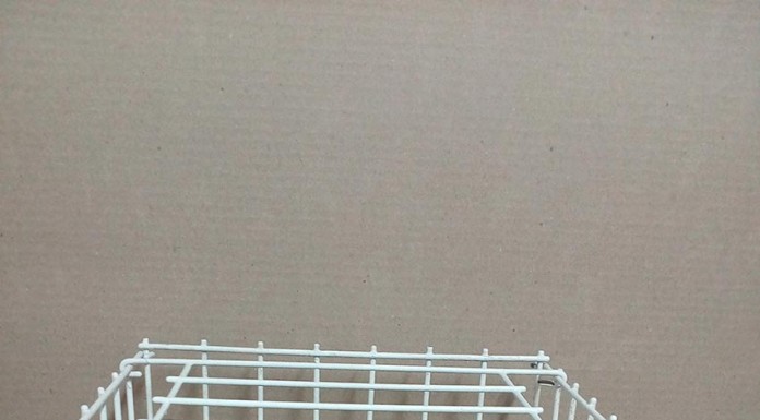 Exposição Nacional de Columbofilia em Tavira Gazeta das Caldas