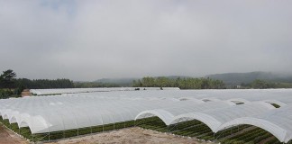 Empresa caldense recruta luso-descendentes da Venezuela Gazeta das Caldas