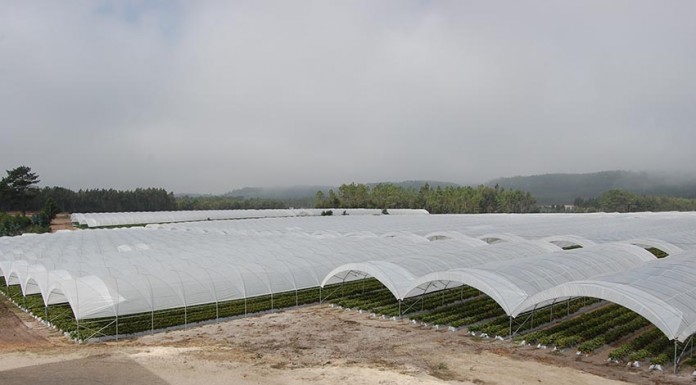 Empresa caldense recruta luso-descendentes da Venezuela Gazeta das Caldas