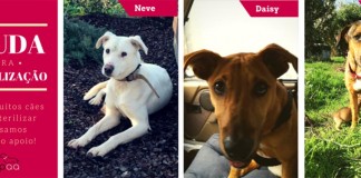 CRAPAA lança apelo para esterilização de 12 cães Gazeta das Caldas