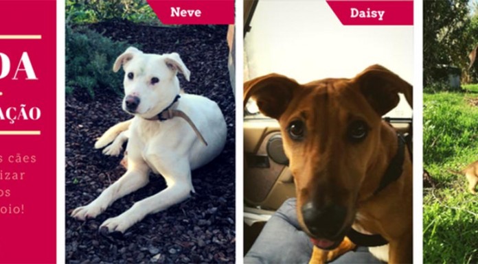 CRAPAA lança apelo para esterilização de 12 cães Gazeta das Caldas