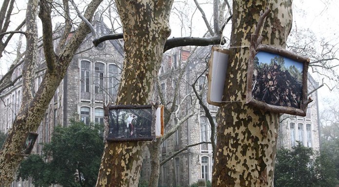 Fotografias gigantes decoram plátanos do Parque D. Carlos I Gazeta das Caldas